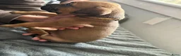 Mixed Breed dogs for sale: Cane corso cross pups for sale  in Airdrie - Advert 8