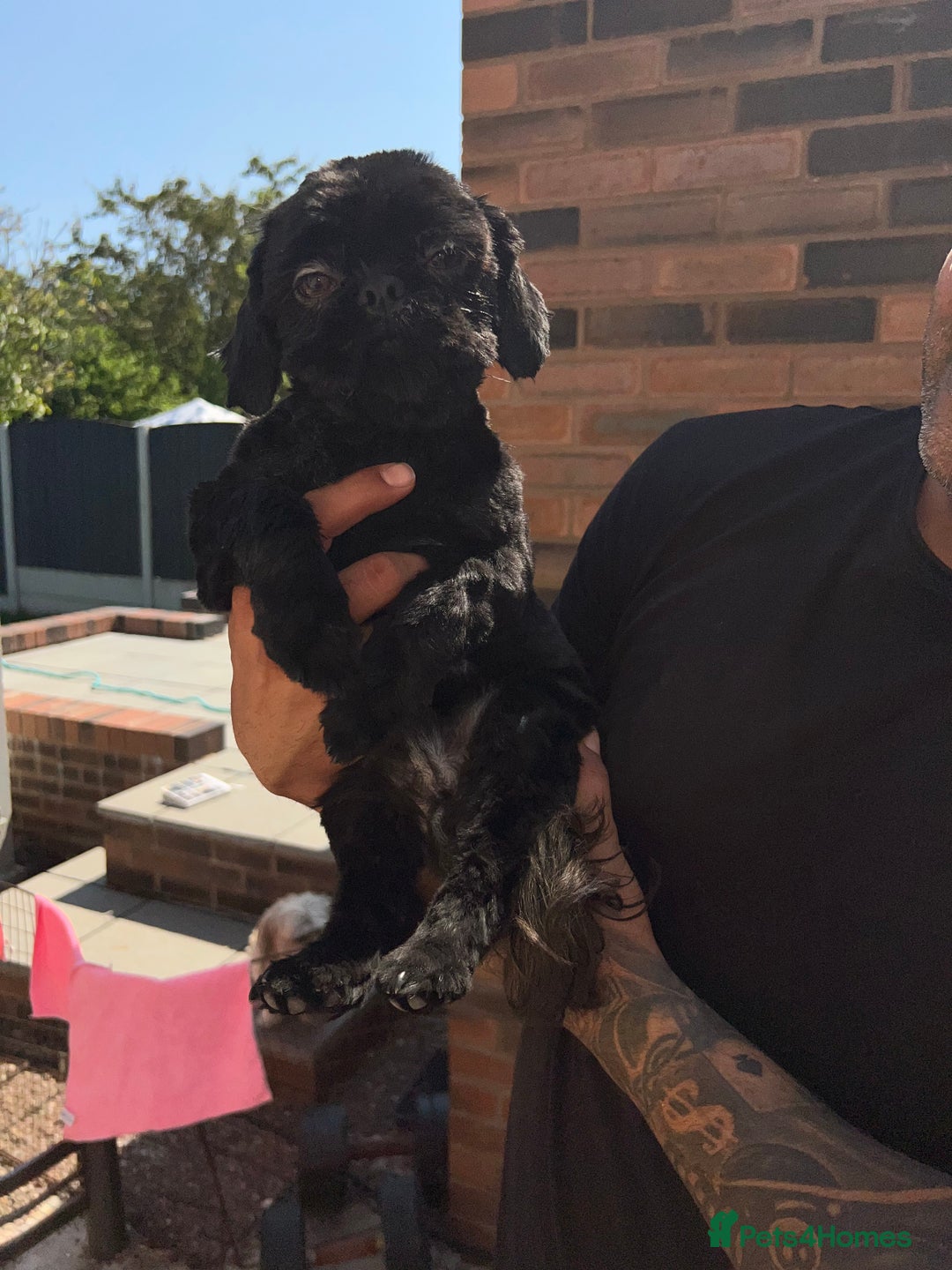 Shih Tzu dogs for sale: Handsome male Shih tzu - Advert 9