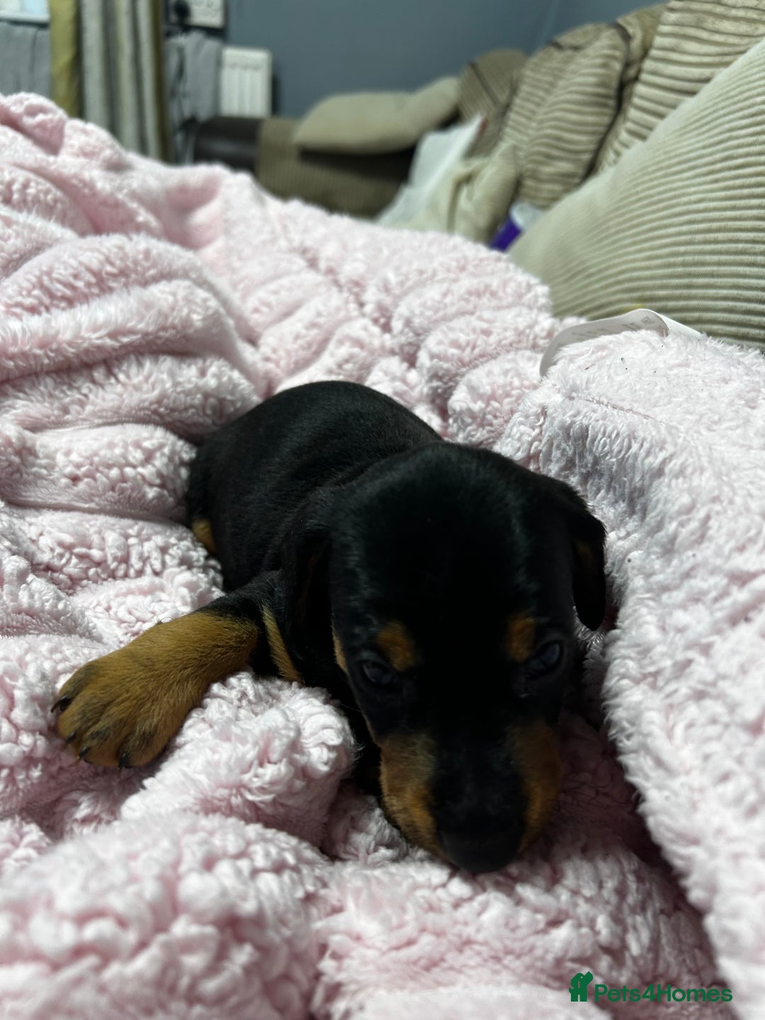 Mixed Breed dogs for sale: Beautiful Doxies - Image 4