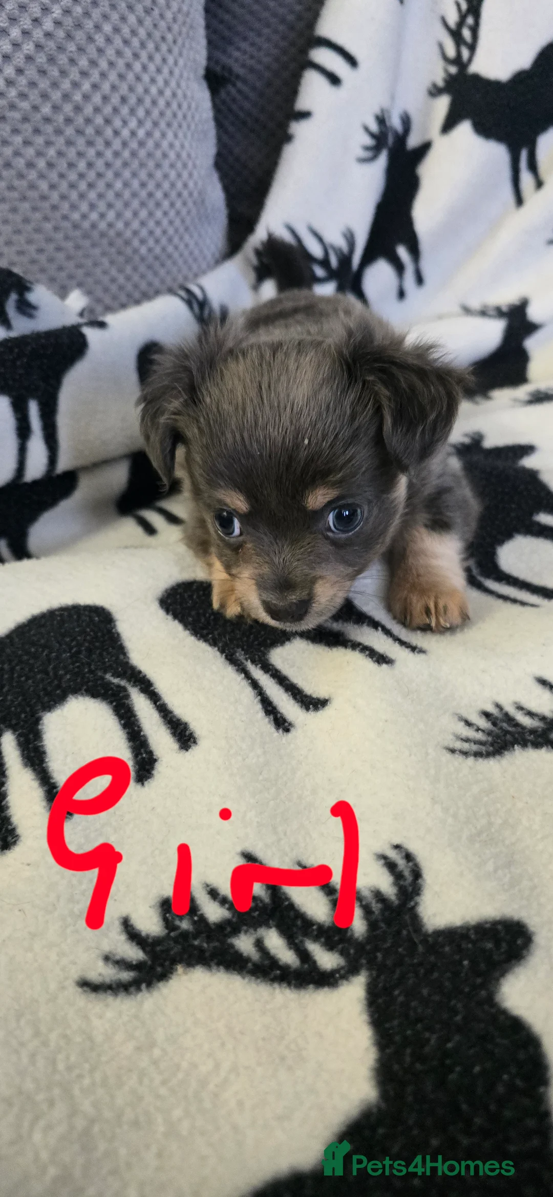 Chihuahua dogs for sale: Beautiful Chihuahua puppies  in Blackwood - Advert 10