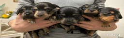 Miniature Dachshund dogs for sale: 🌟🐶KC Long-Haired Miniature Dachshund Puppies🐶🌟 - Advert 7