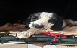 Sprocker dogs for sale: Sprockets for sale - Image 2