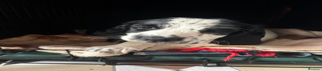 Sprocker Puppy 1