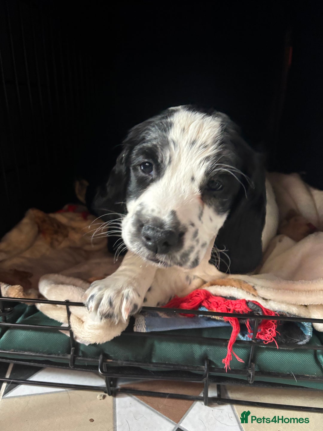 Sprocker dogs for sale: Sprockets for sale - Image 2