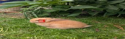 Mini Lop rabbits for sale: Mini Lip Bunnies in Sheffield - Advert 6