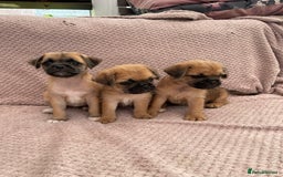 Mixed Breed dogs for sale: PUGAPOO 3 LEFT READY NOW  - Image 21