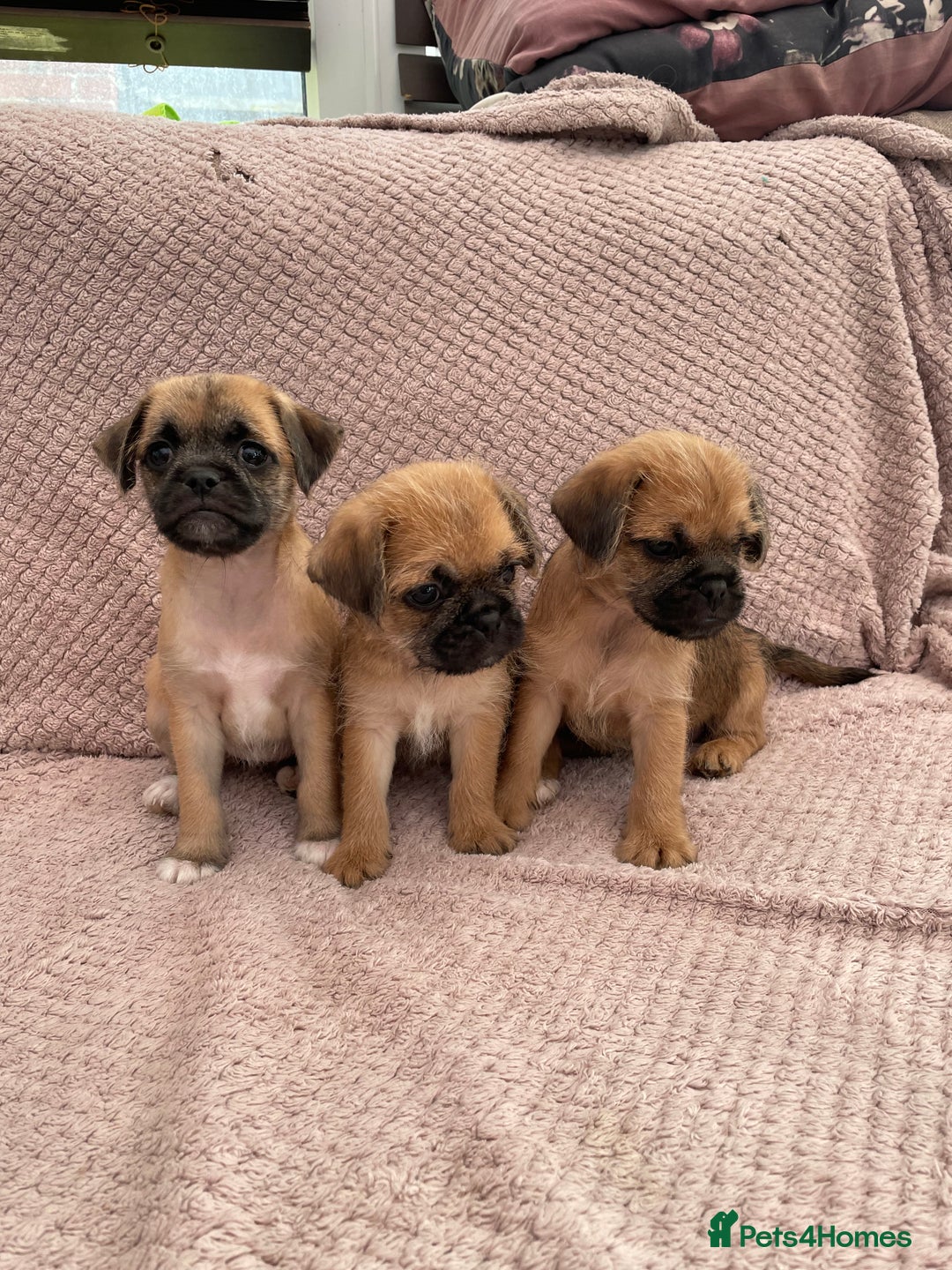 Mixed Breed dogs for sale: PUGAPOO 3 LEFT READY NOW  - Image 21