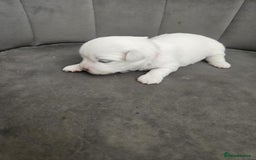 Maltese dogs for sale: 🐾 Adorable Maltese Puppies 🐾  - Image 16