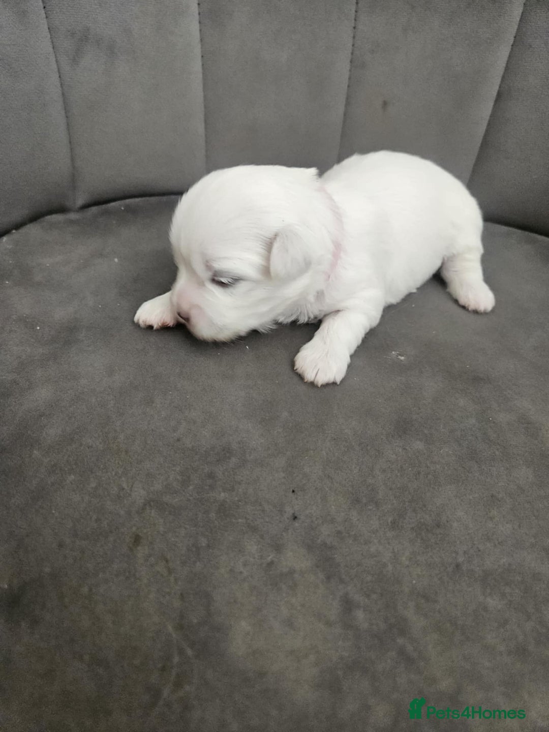 Maltese dogs for sale: 🐾 Adorable Maltese Puppies 🐾  - Image 16