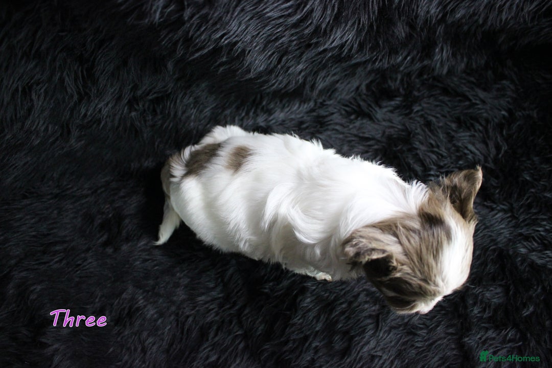 Yorkshire Terrier dogs for sale: Stunning Biro & Merle Yorkie Girls – Ready Nov 25 - Advert 7