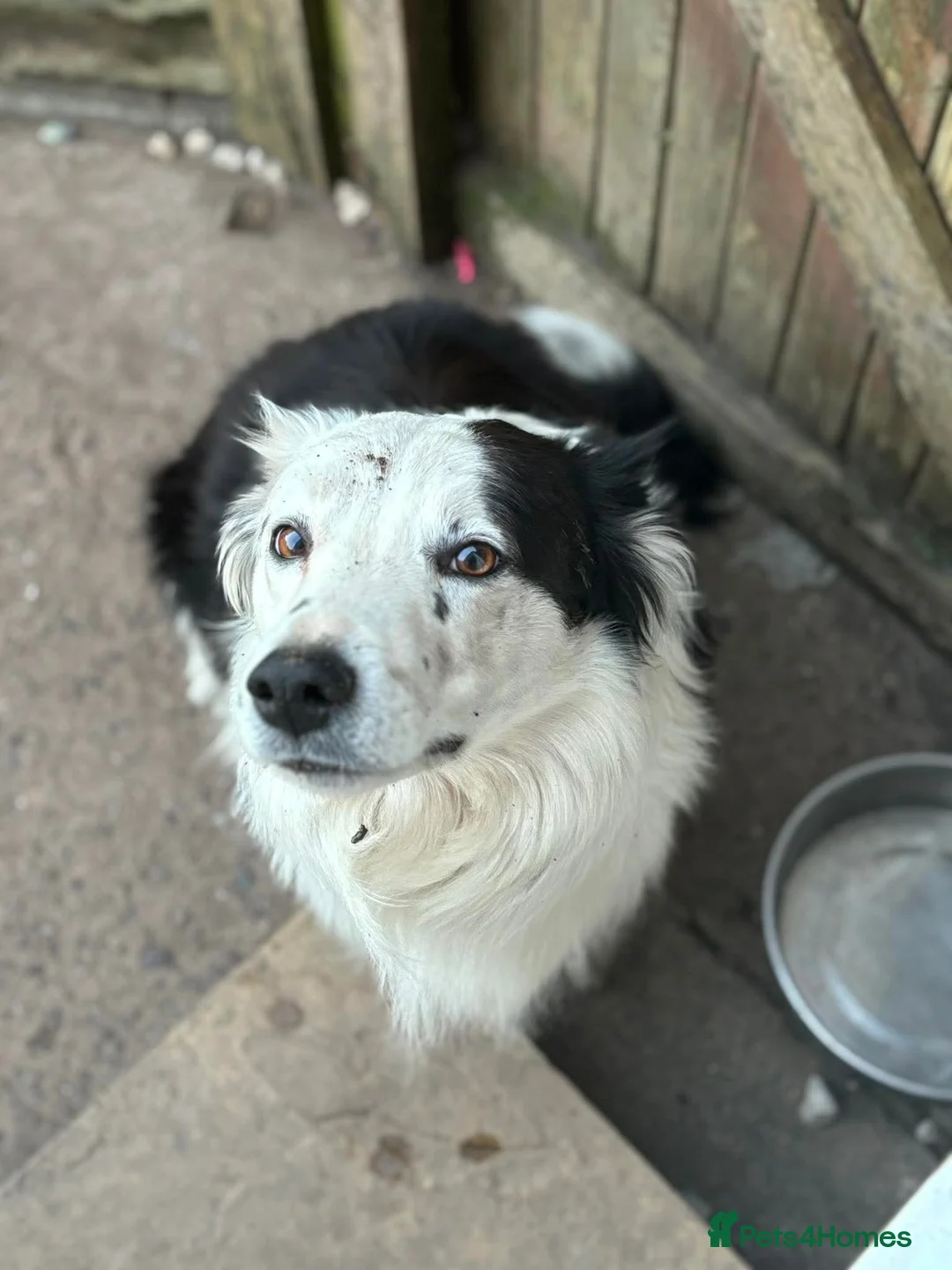 Border Collie dogs for sale: I have 1 female and 1 male collie puppies left  - Advert 2