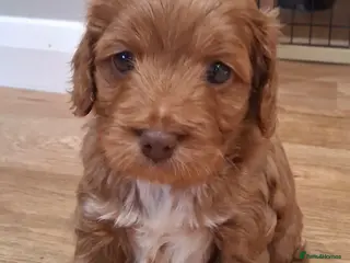 Cockapoo dogs Small Asian poodle cross pups teddy bear faces - Advert 2