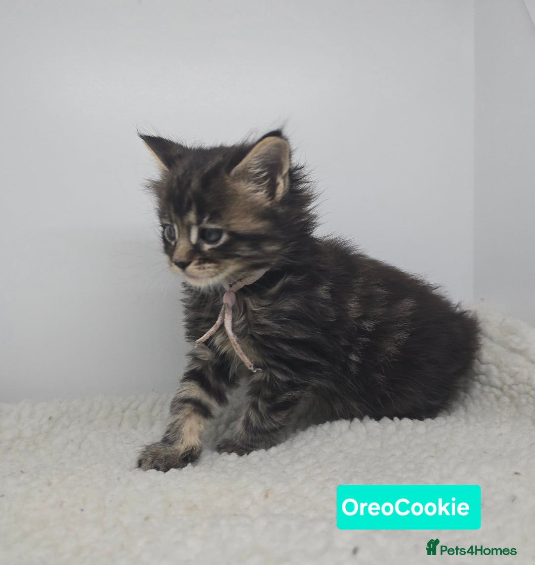Maine Coon cats for sale: Beautiful TICA Pedigree Maine Coon Kittens - Advert 26