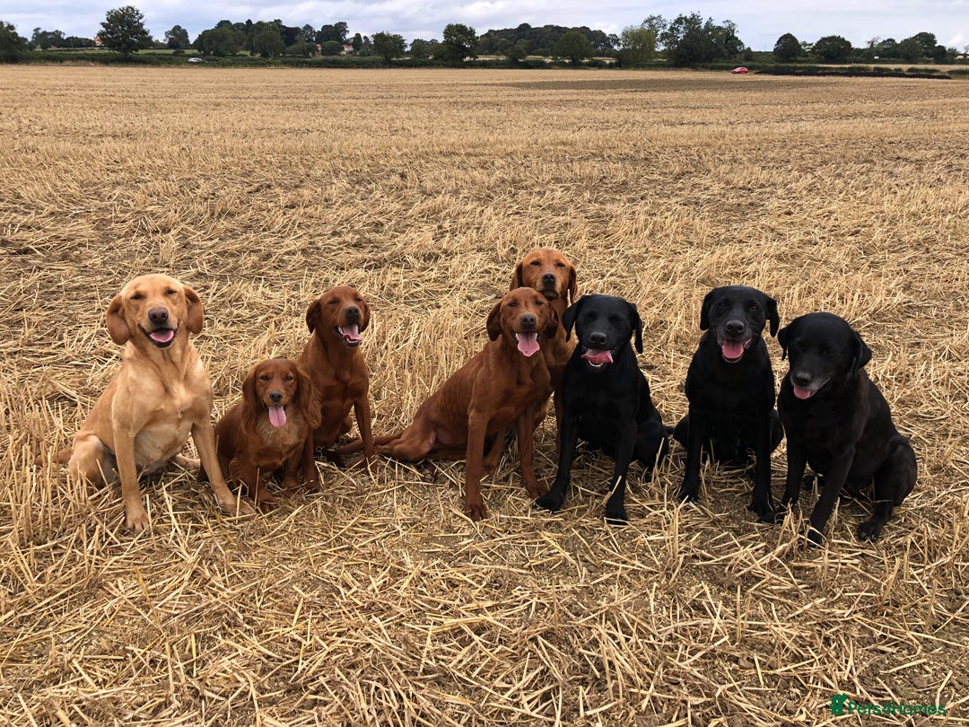 Labrador Retriever dogs for sale: 4 YEAR OLD KC HEALTH TESTED LABRADOR BITCH  - Image 2