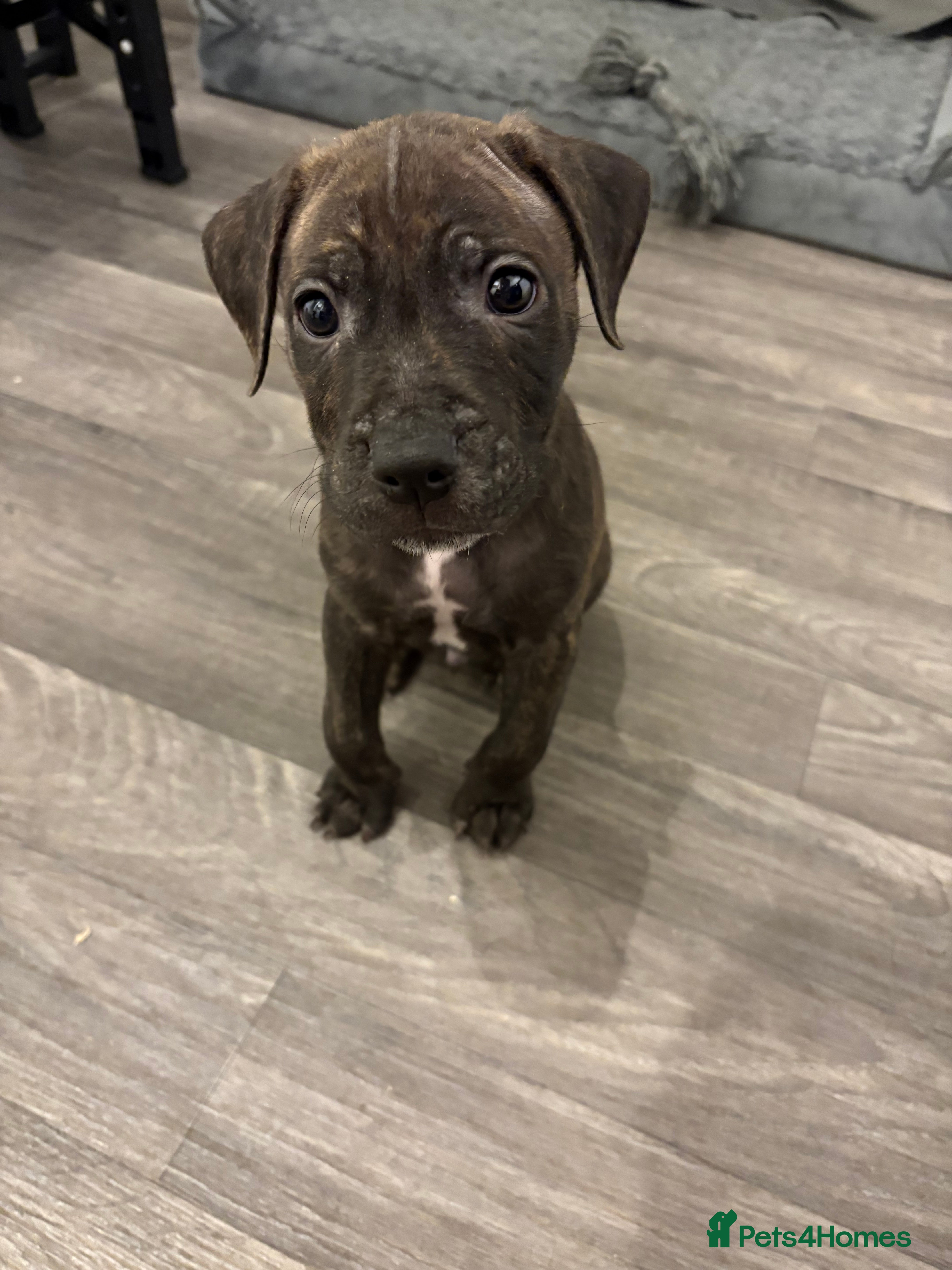 Staffordshire Bull Terrier dogs Male Tiger Print Staffy - Advert 4