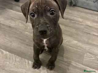 Staffordshire Bull Terrier dogs Male Tiger Print Staffy - Advert 4