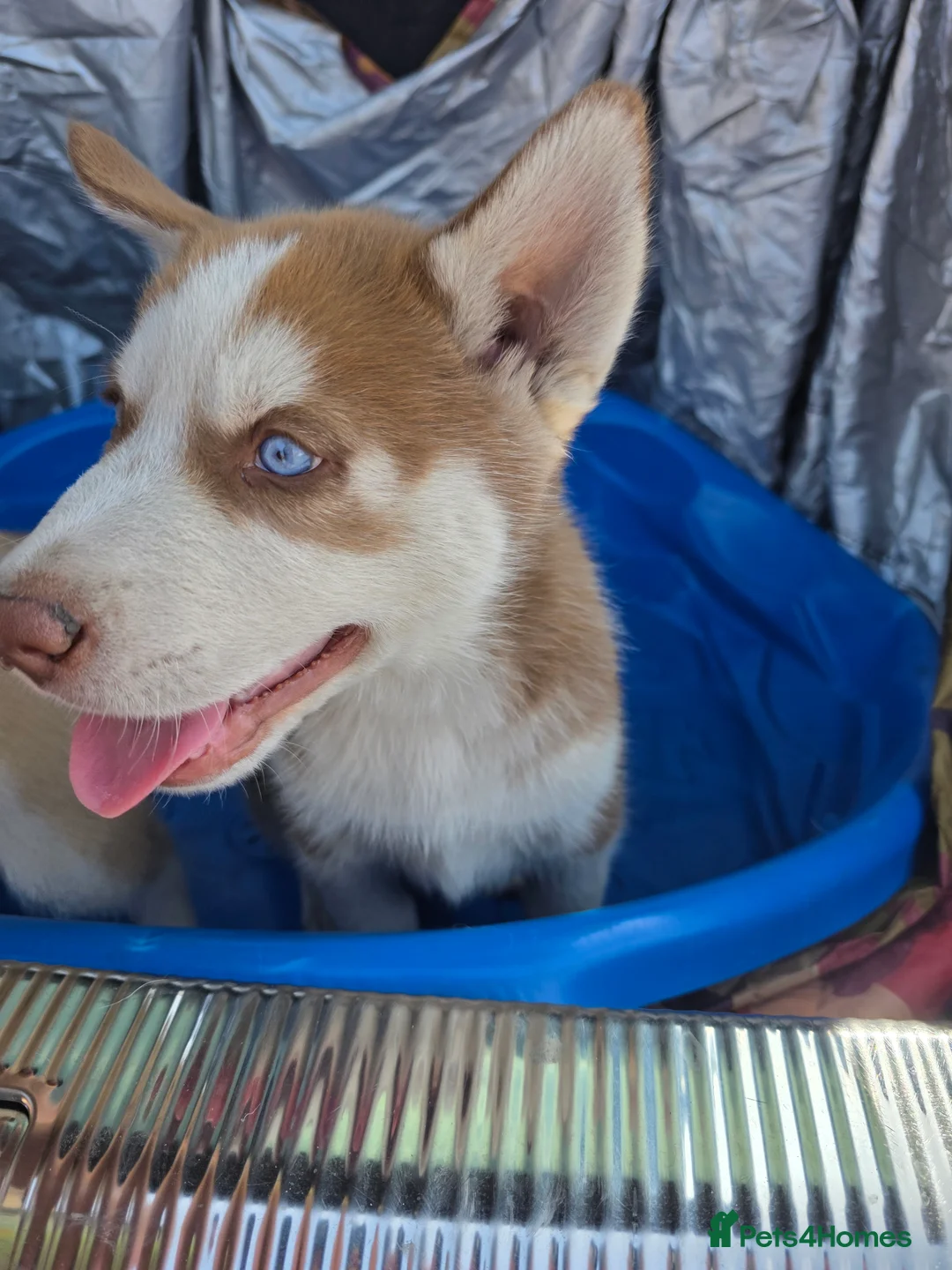 Siberian Husky dogs for sale: 🐺 Siberian Husky Puppies –Boys&Girls Available 🐾 - Advert 2