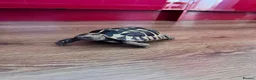 Hermann Tortoise reptiles for sale: Dash the Herman Tortoise  in Lewes - Advert 1
