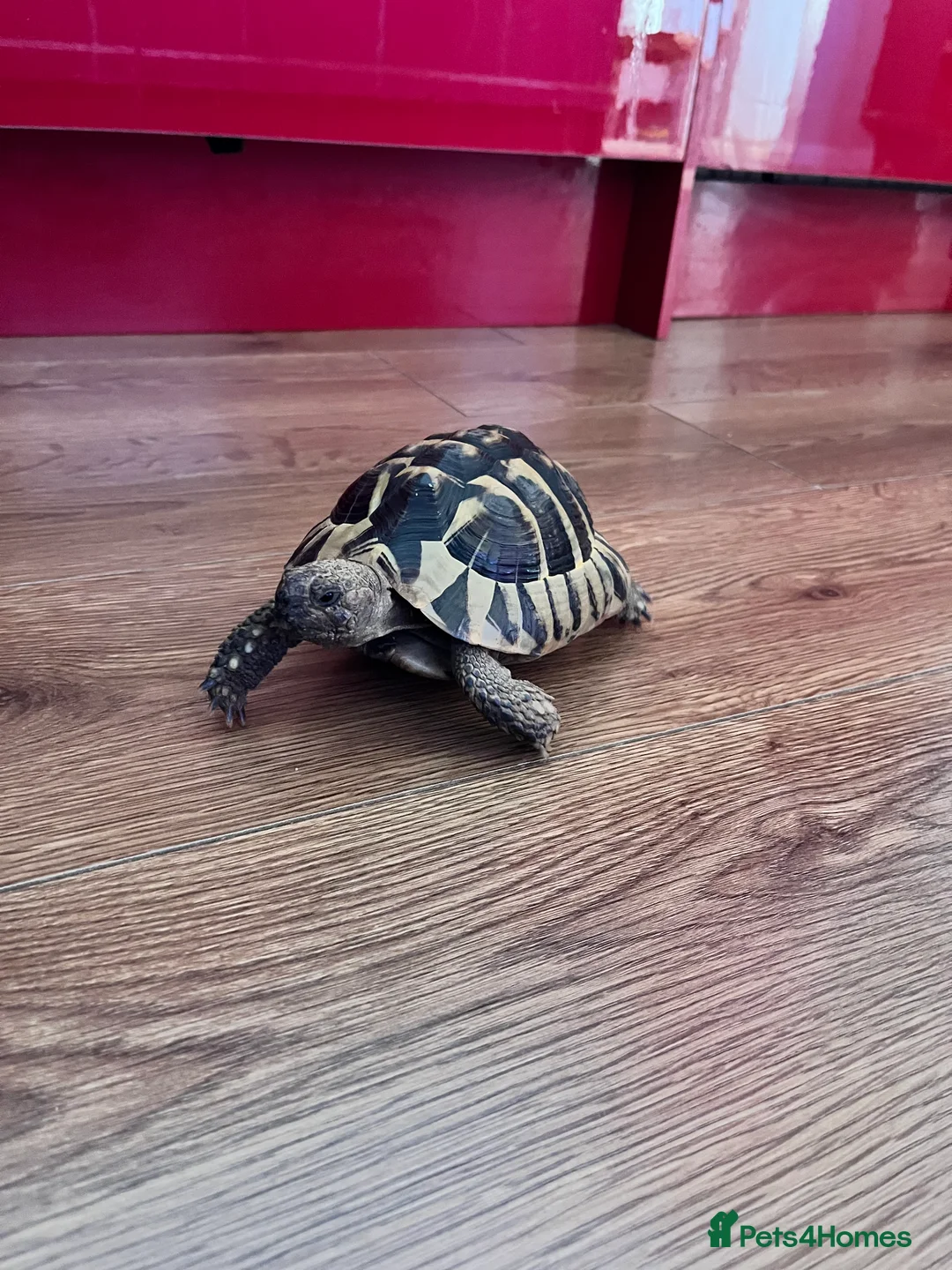 Hermann Tortoise reptiles for sale: Dash the Herman Tortoise  in Lewes - Advert 1