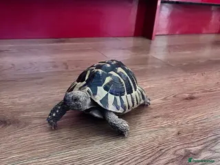 Hermann Tortoise reptiles Dash the Herman Tortoise in Lewes - Advert 1