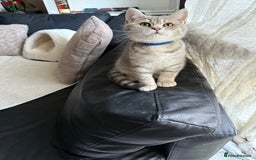 British Shorthair cats for sale: Pure British shorthair kittens for sale  - Image 11