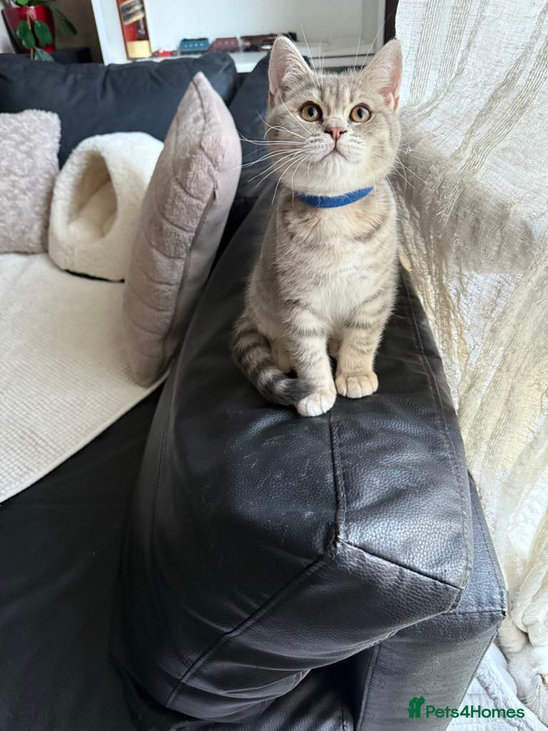 British Shorthair cats for sale: Pure British shorthair kittens for sale  - Image 11