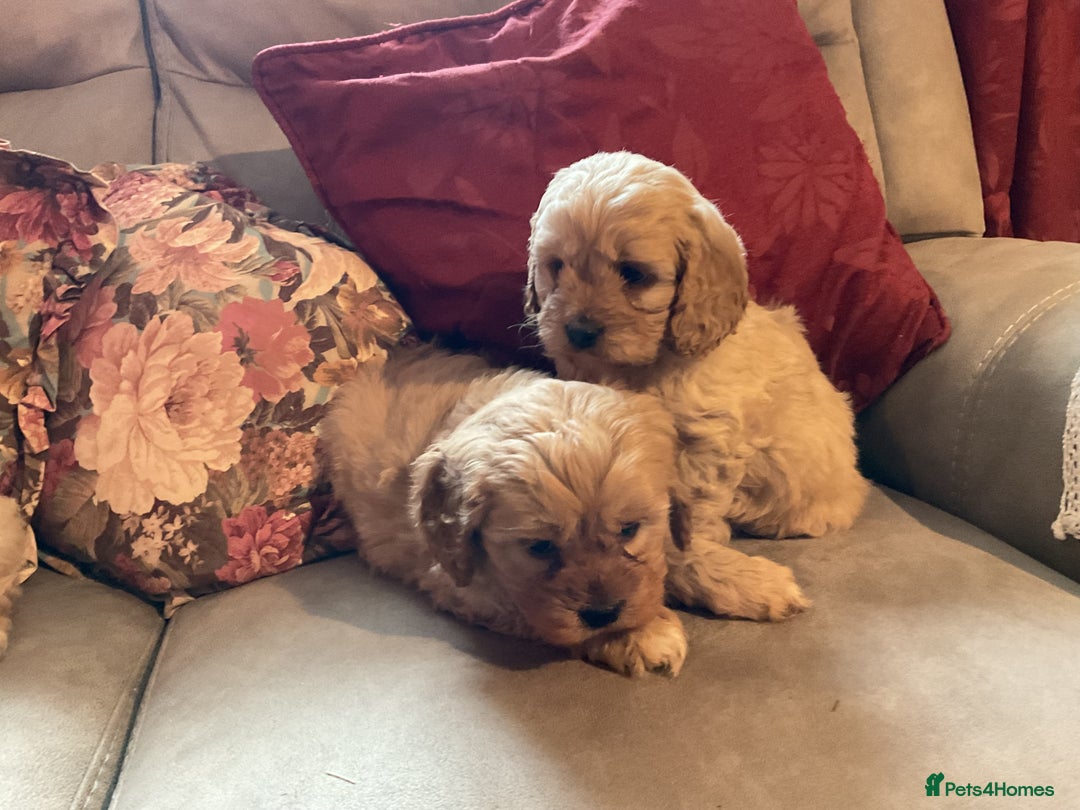 Cavapoo dogs for sale: 5 Loving Cavapoo F1 puppies  in Umberleigh - Image 7
