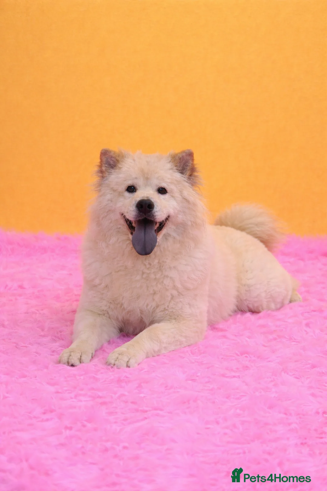 Mixed Breed dogs for sale: (Narla) Beautiful cream female adult chowsky  - Advert 5