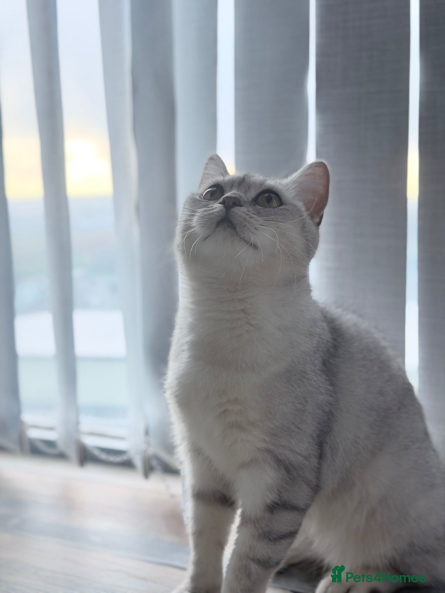 British Shorthair cats British shorthair  - Advert 4