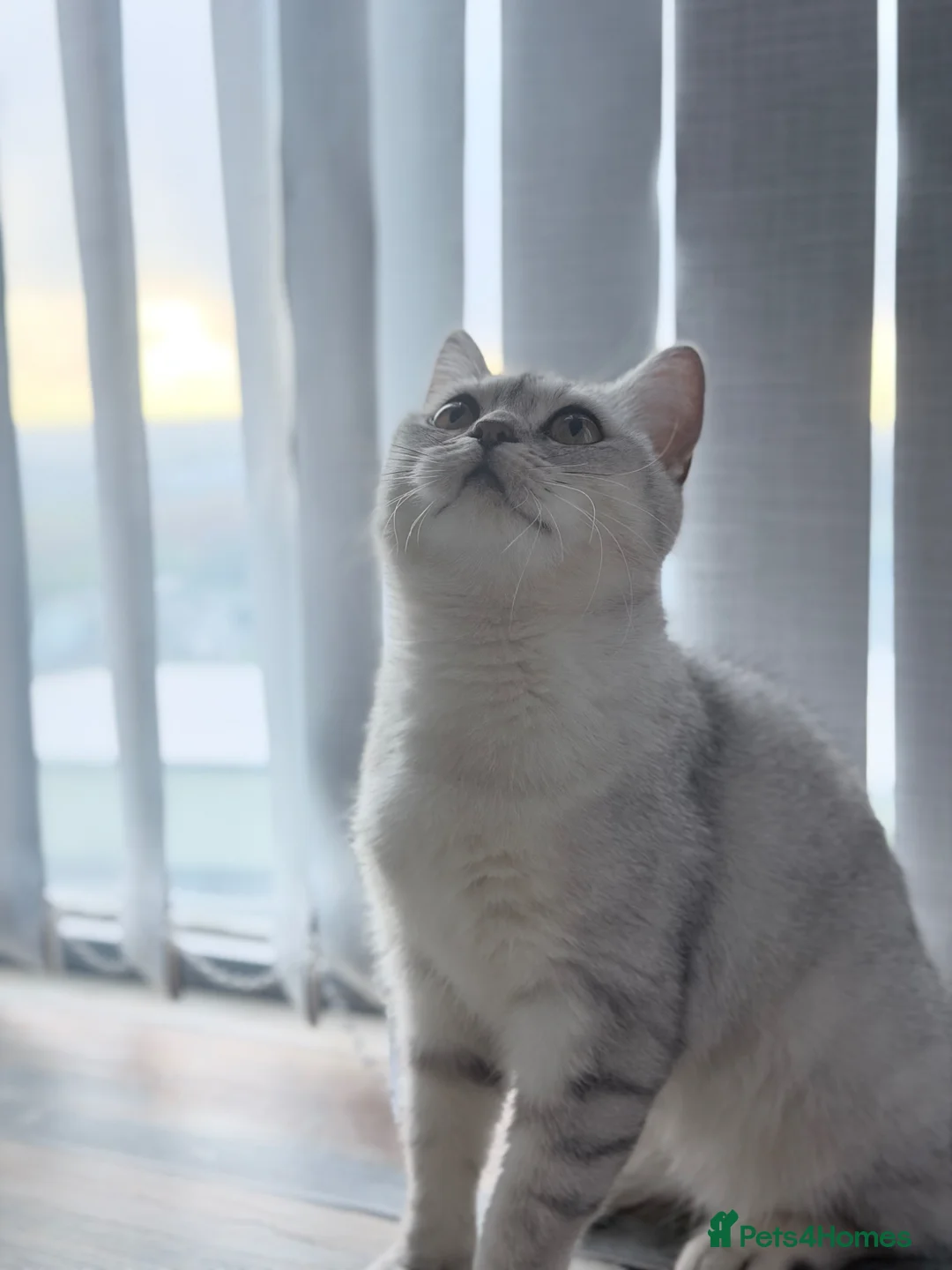 British Shorthair cats for sale: British shorthair  - Advert 1