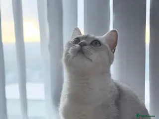 British Shorthair cats British shorthair - Advert 4