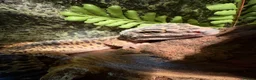 Leopard Gecko reptiles for sale: Rehoming Leopard Gecko in Manchester - Advert 5