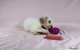 Cockapoo dogs for sale: Ready now beautiful litter F1B cockapoo puppies  in Leicester - Image 40
