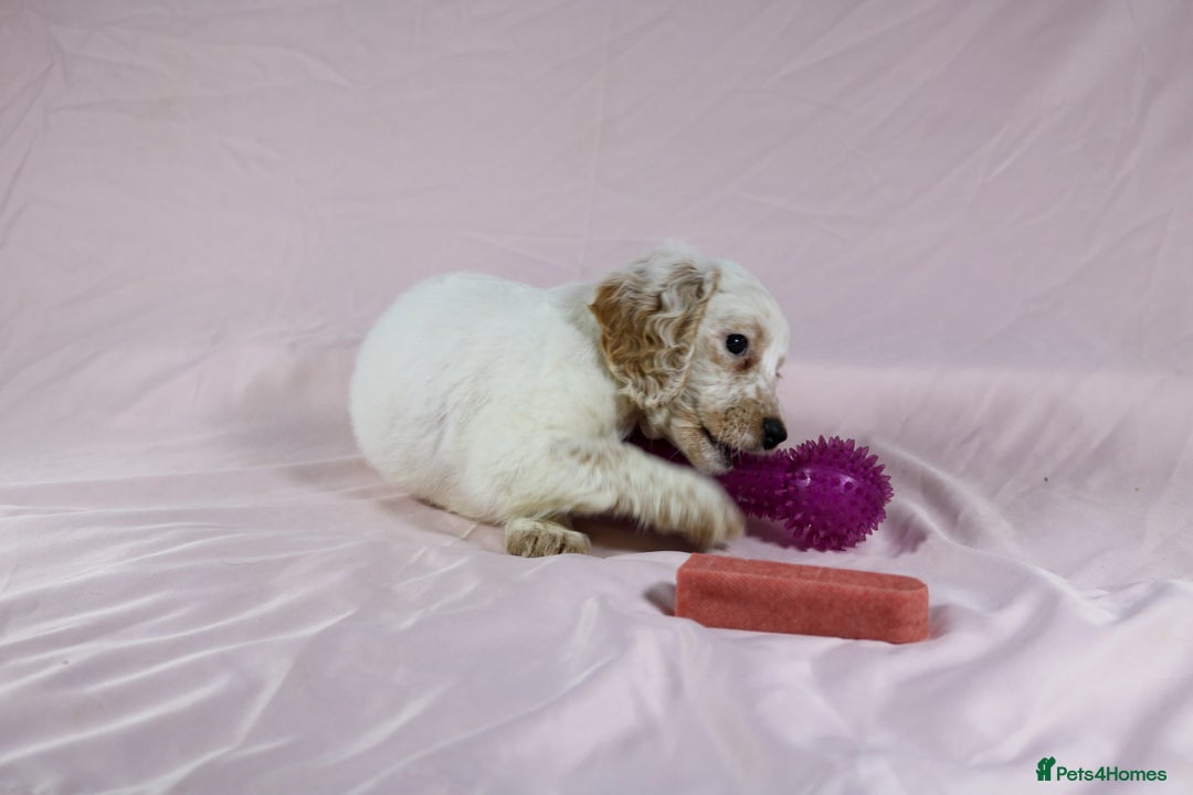 Cockapoo dogs for sale: Ready now beautiful litter F1B cockapoo puppies  in Leicester - Image 40