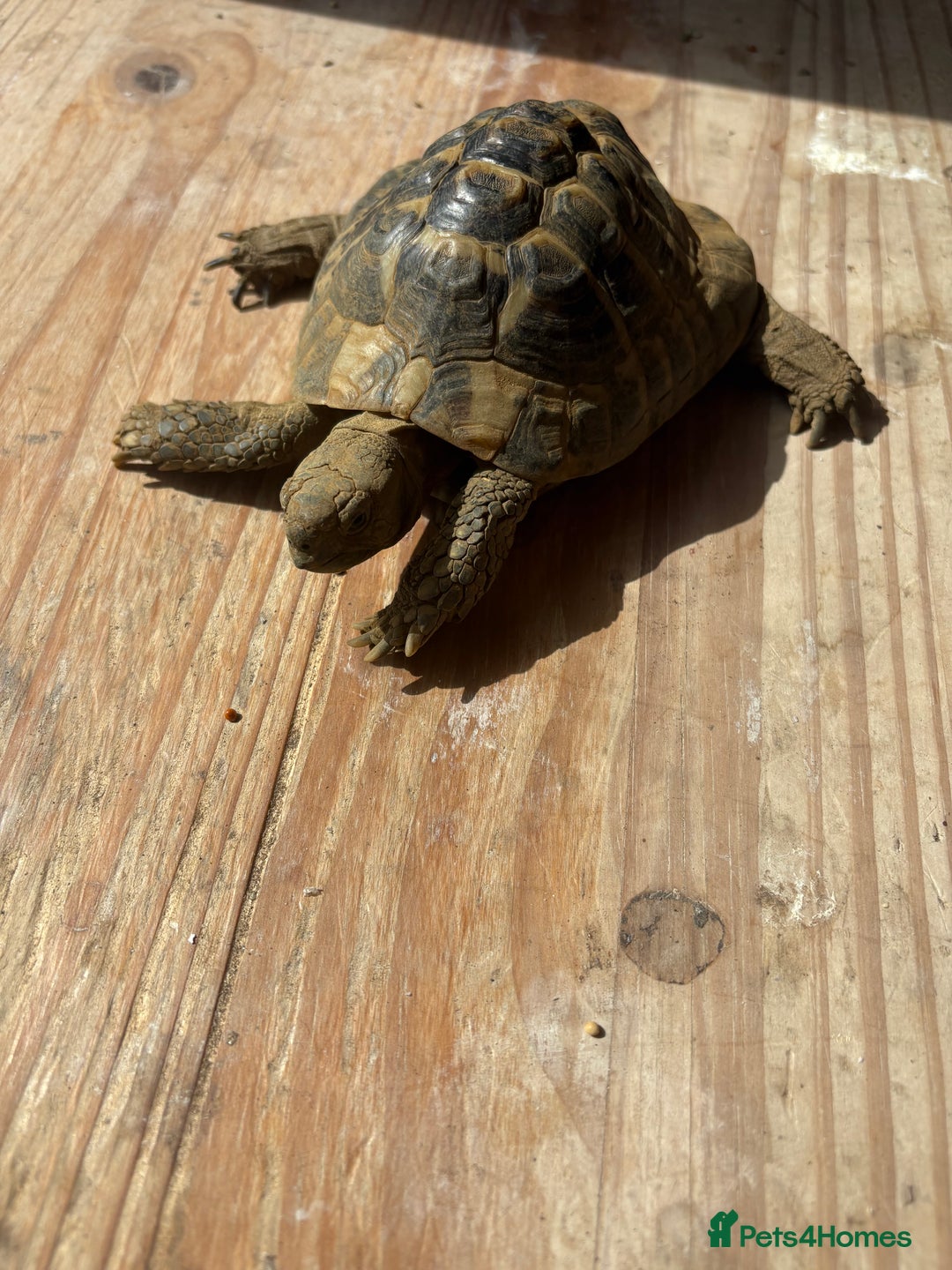 Tortoise reptiles for sale: Hermanns tortoise male  - Image 3
