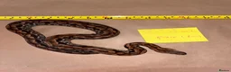 Boa Snake reptiles for sale: Madagascar ground boas babies - Advert 4