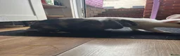Mixed Breed rabbits for sale: 2 brothers, rabbits for sale  in Sandbach - Advert 7