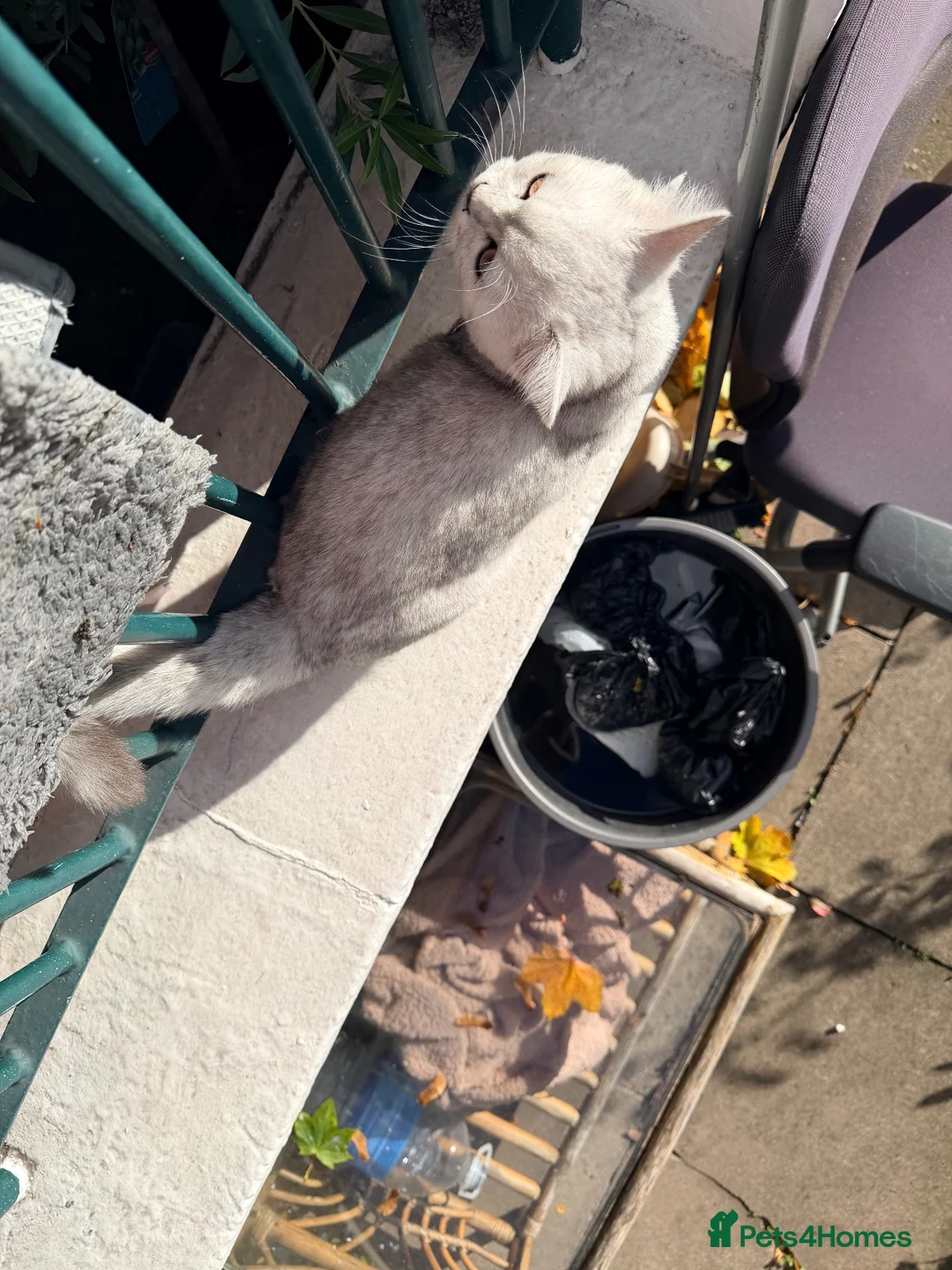 British Shorthair cats for sale: British Short Hair Chinchilla Silver ( boy )  in Birmingham - Advert 3