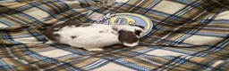 Mini Lop rabbits for sale: Mini lop doe - Advert 5