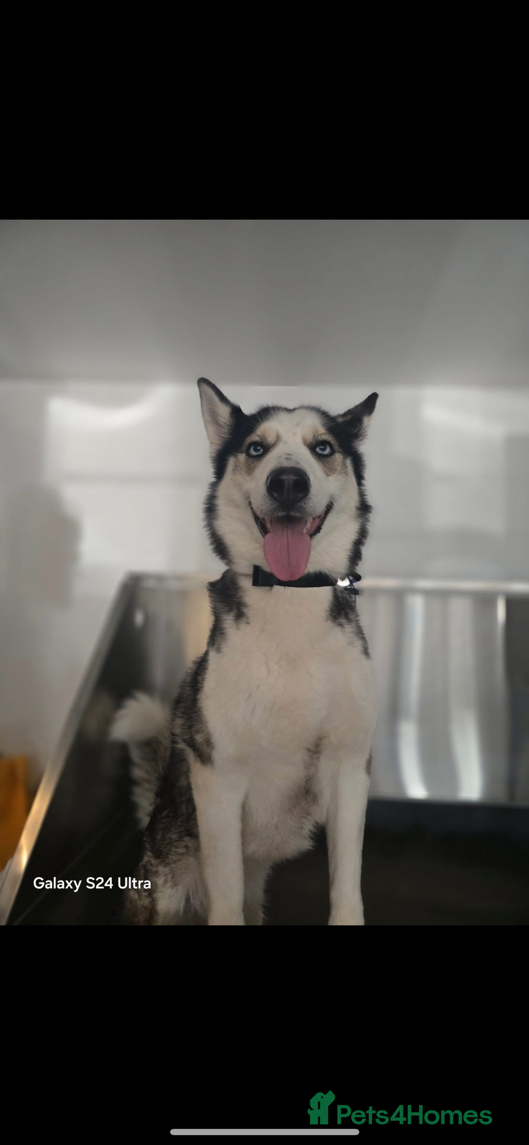 Siberian Husky dogs for sale: 4 year old Siberian  husky  - Advert 2