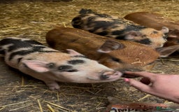 Pig livestock for sale: Mini Pigs Juliana x Pennywell Miniature  - Image 1