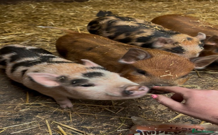 Pig livestock - Advert 1