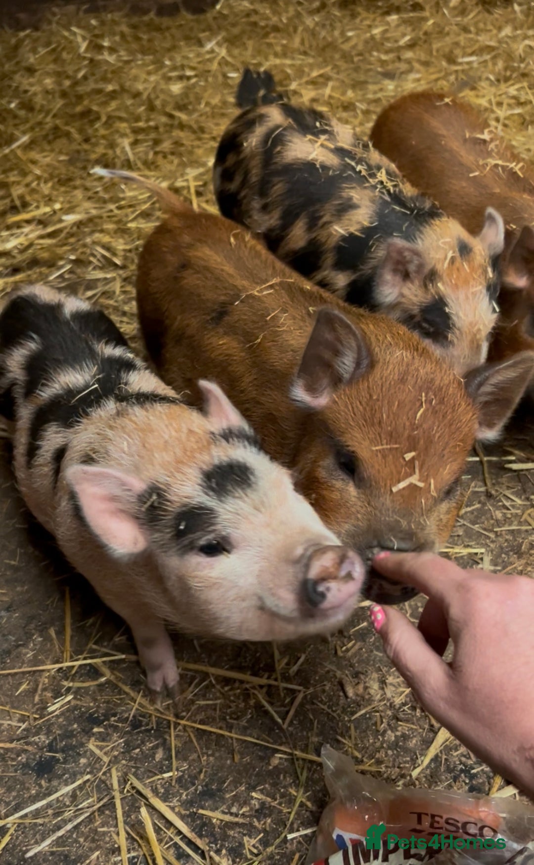Pig livestock for sale: Mini Pigs Juliana x Pennywell Miniature  - Image 1