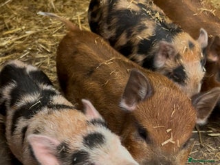 Pig livestock - Advert 17