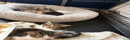 Mixed Breed cats for sale: 3 gorgeous boy kittens for sale  - Advert 2