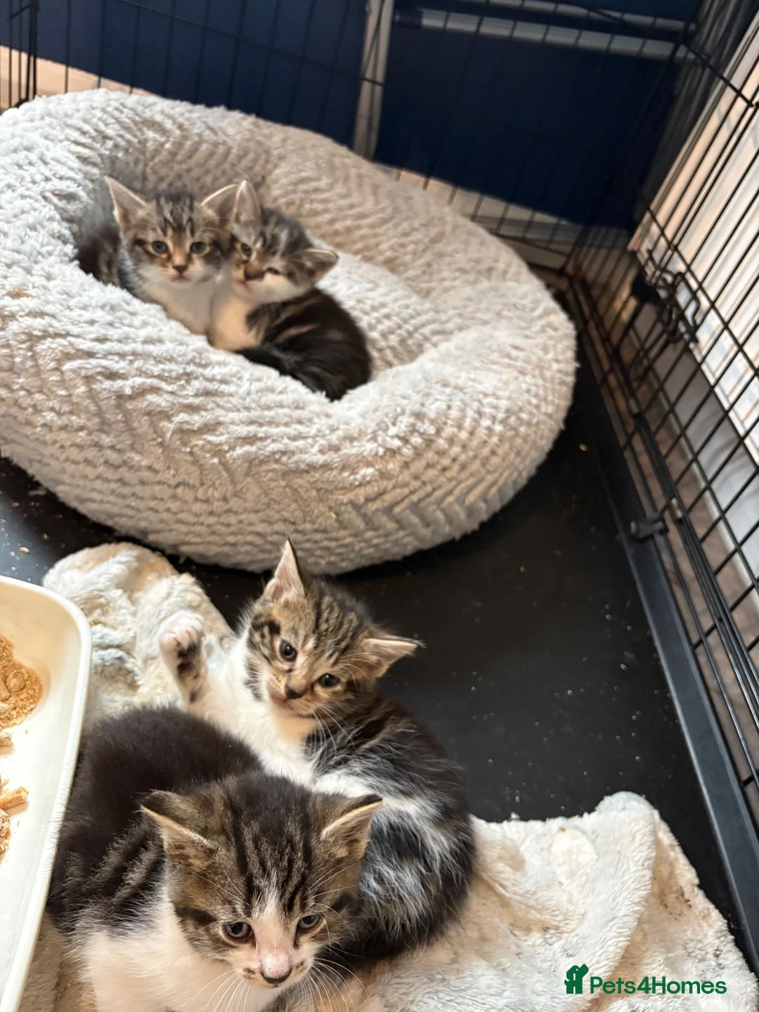 Mixed Breed cats for sale: 3 gorgeous boy kittens for sale  - Advert 2