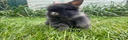 Lionhead rabbits for sale: Beautiful mini double maned lionheads  - Advert 27