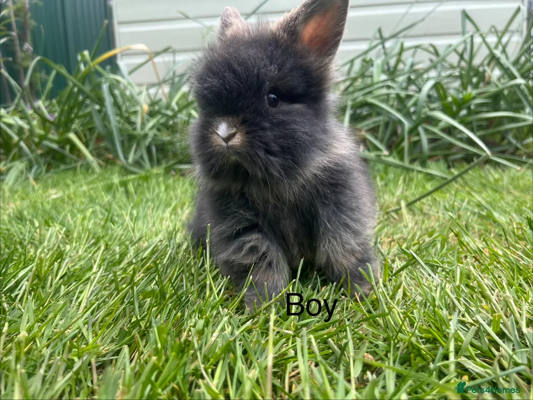 Lionhead rabbits for sale: Beautiful mini double maned lionheads  - Advert 27