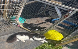 Mixed Breed cats for sale: Free Gus looking for a new home  - Image 4