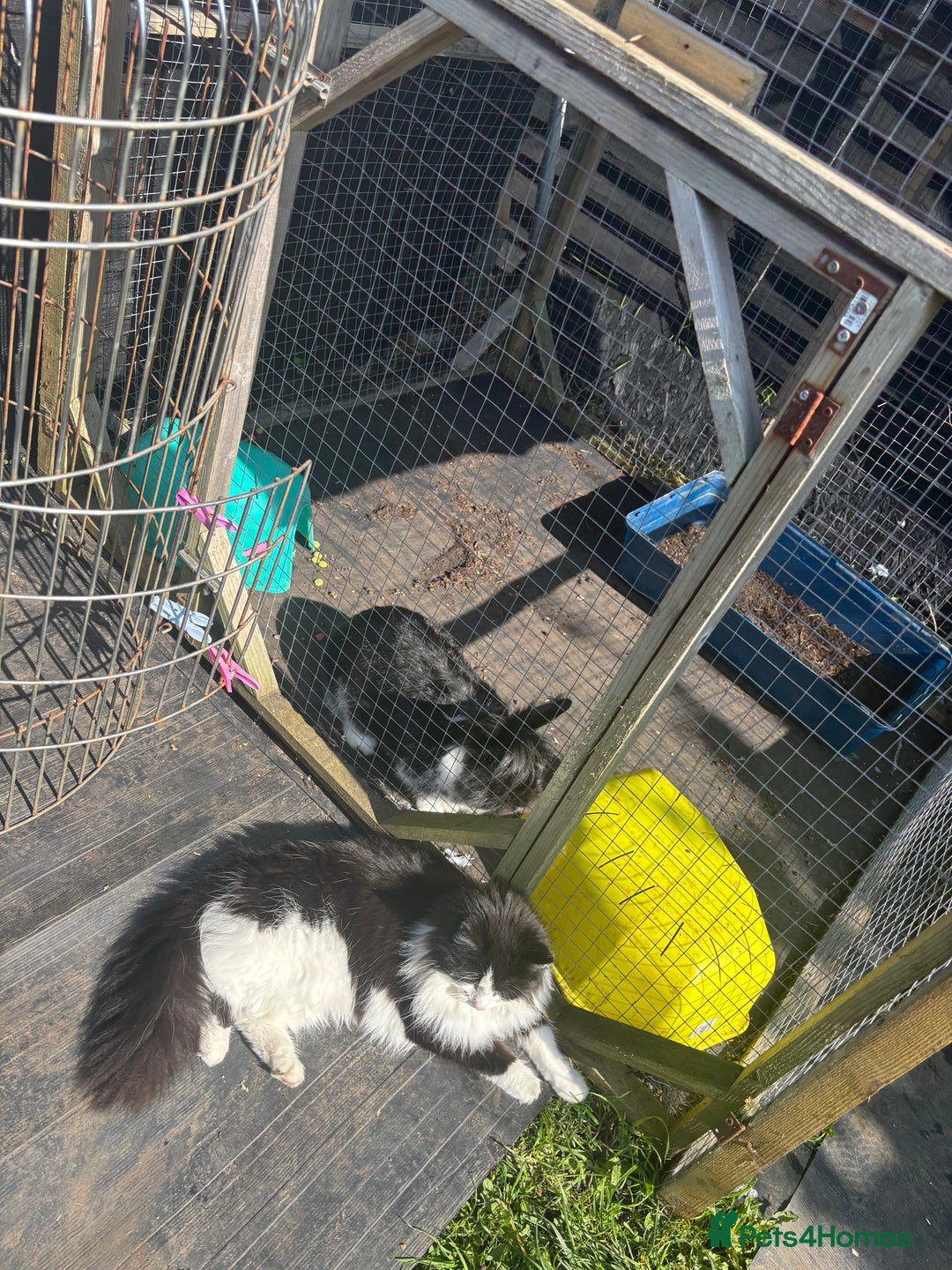 Mixed Breed cats for sale: Free Gus looking for a new home  - Image 4